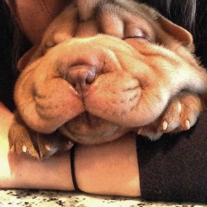 Illustration de l'article : 17 photos de chiens Shar-Pei prouvant qu'une peau plissée peut être la plus jolie des choses